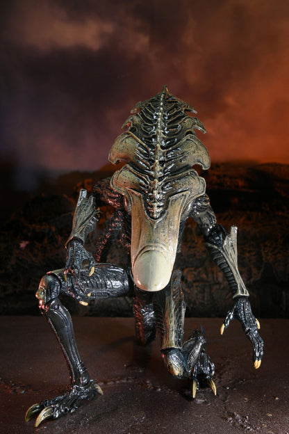 BUY ALIEN VS PREDATOR - CHRYSALIS ALIEN 7&quot; ACTION FIGURE  | NECA ONLINE AU 