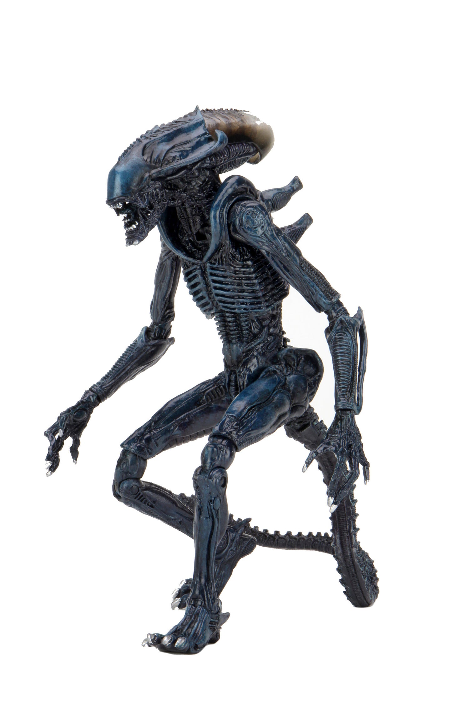 BUY ALIEN VS PREDATOR - ALIENS ARACHNOID 7&quot; ACTION FIGURE  | NECA ONLINE AU 